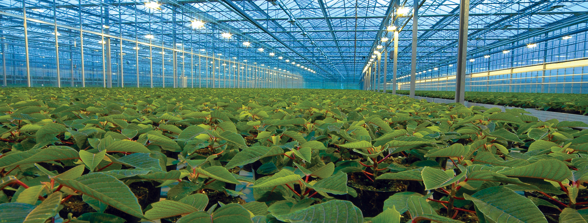 Doggett's Professional Greenhouse<br />
& Hydroponic Formulas