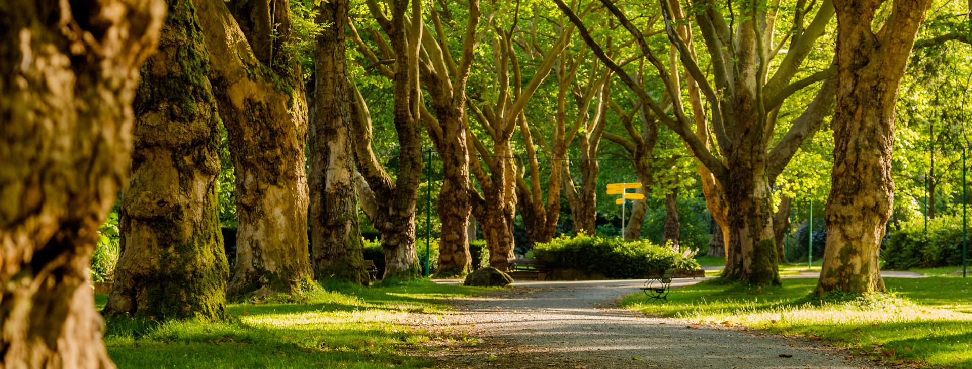 Photo of a forest full of beautiful trees.