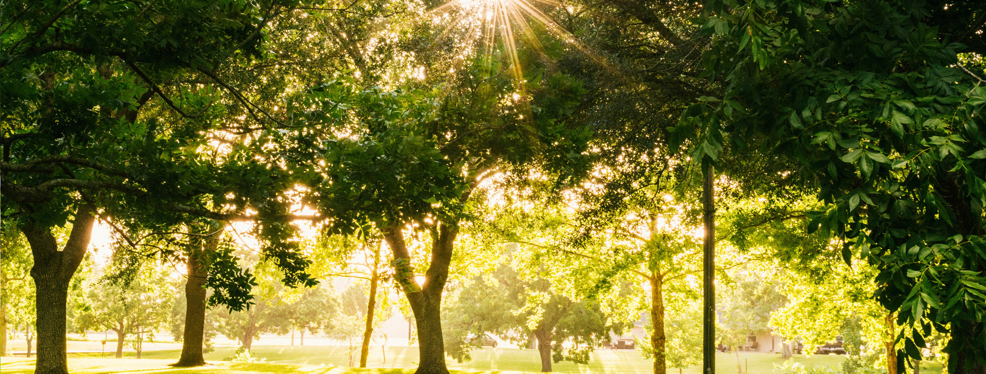 Why Fertilize Trees and Shrubs