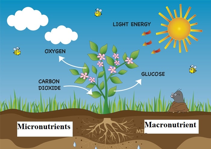 Micronutrients plant essential for optimum plant growth