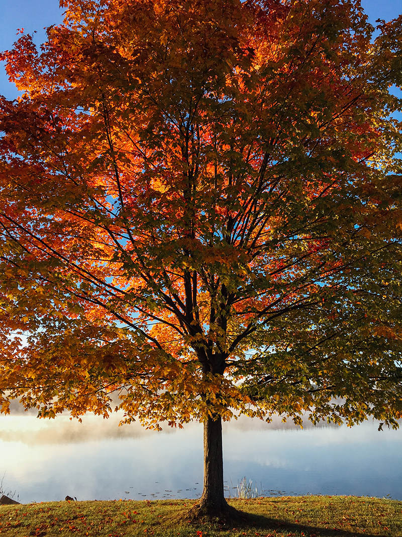 Beautiful fall tree with orange and gold colors.